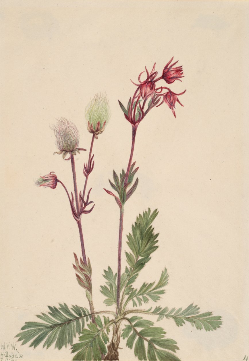 Prairie-Smoke Sieversia ciliata, 1921. by Mary Vaux Walcott