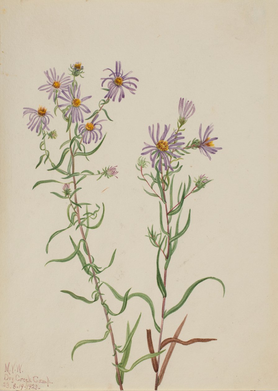 by Mary Vaux Walcott