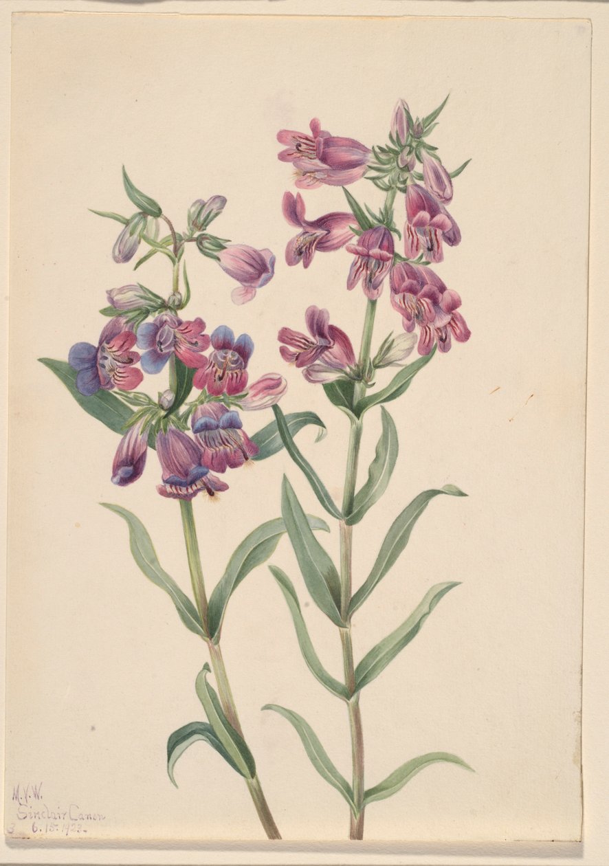  by Mary Vaux Walcott