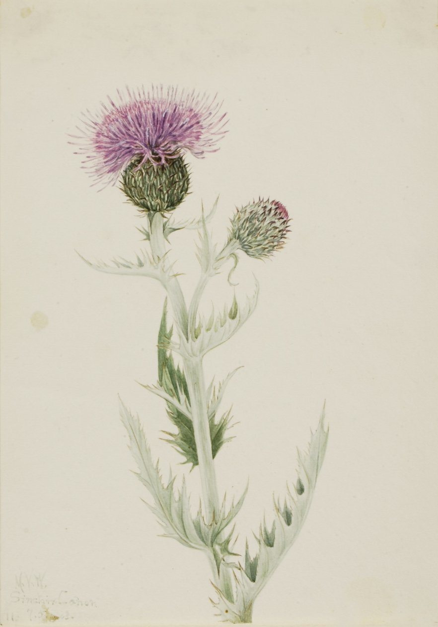  by Mary Vaux Walcott