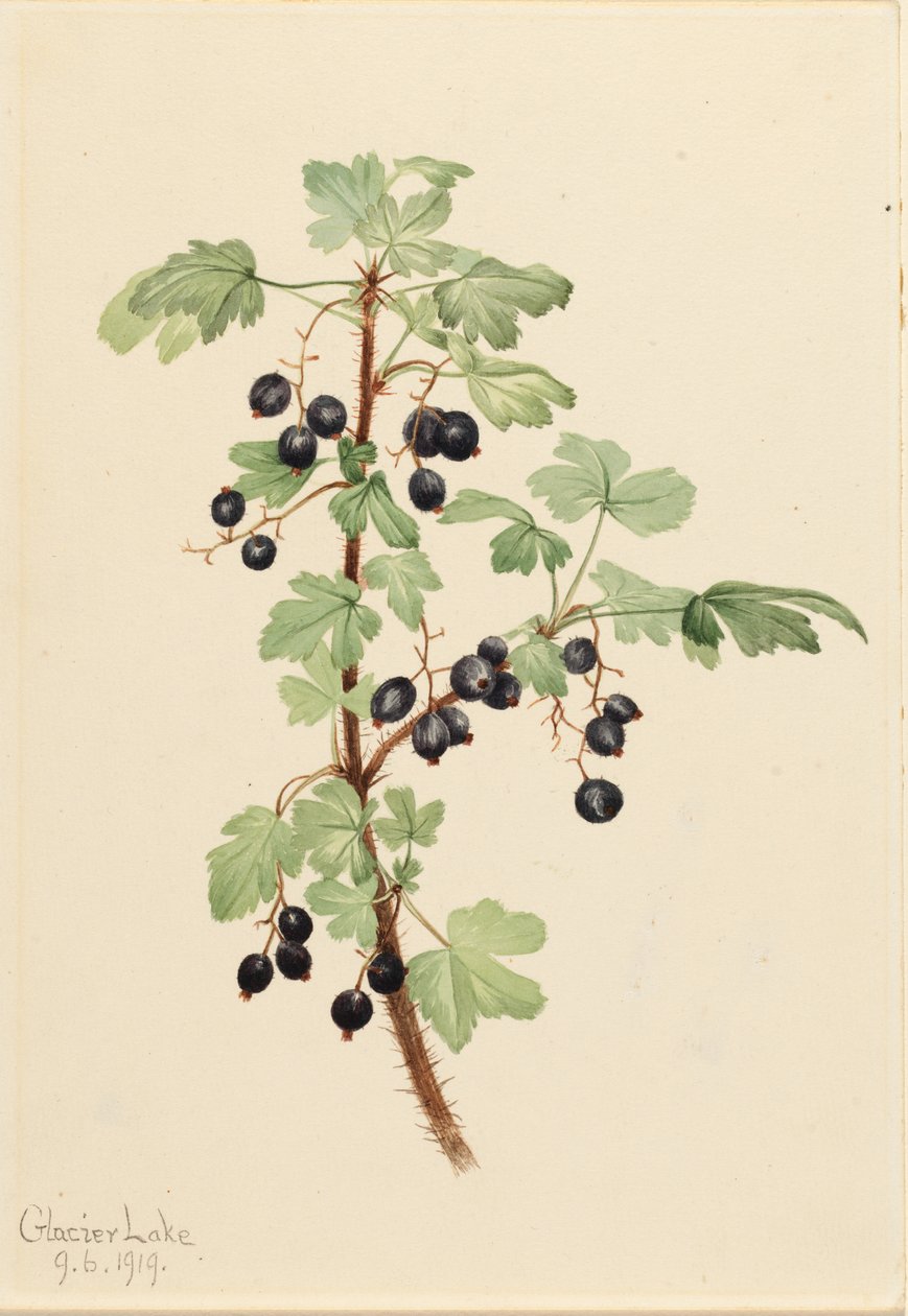  by Mary Vaux Walcott