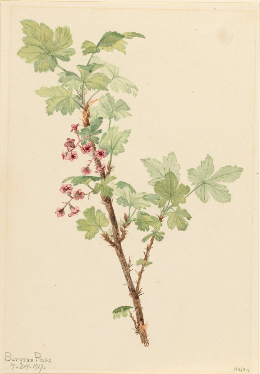 Frenk Üzümü Kaburga Lacustre, 1917. by Mary Vaux Walcott