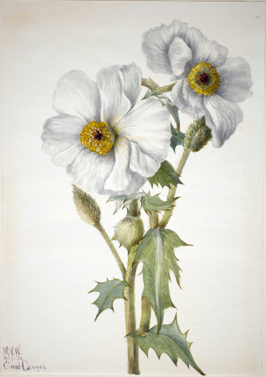 Dikenli Haşhaş Argemone hispedası, 1936. by Mary Vaux Walcott