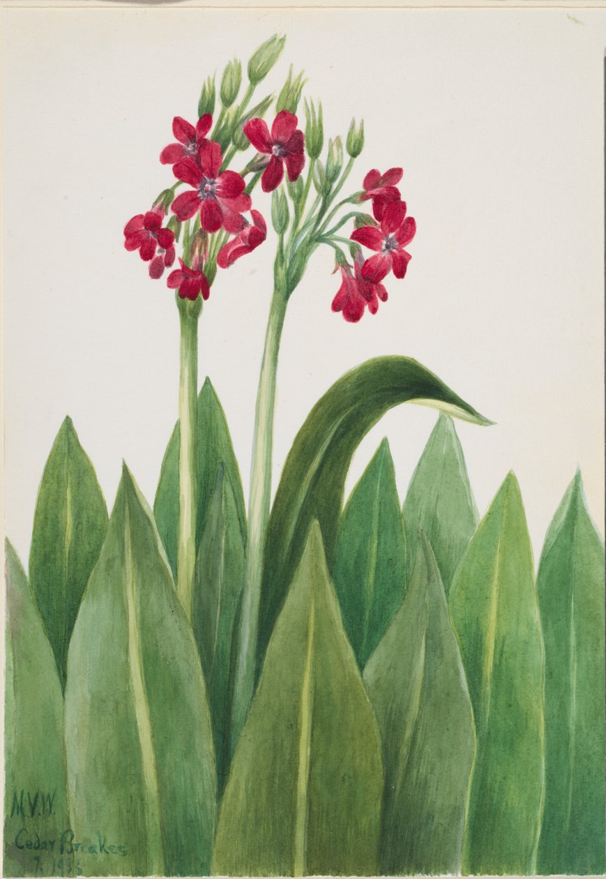  by Mary Vaux Walcott
