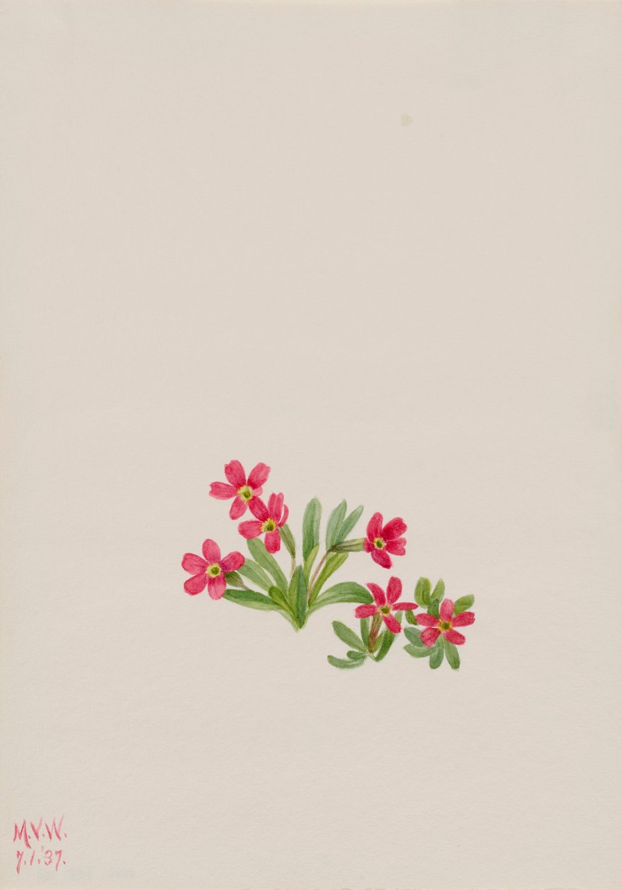 Primrose Primula angustifolia, 1937. by Mary Vaux Walcott