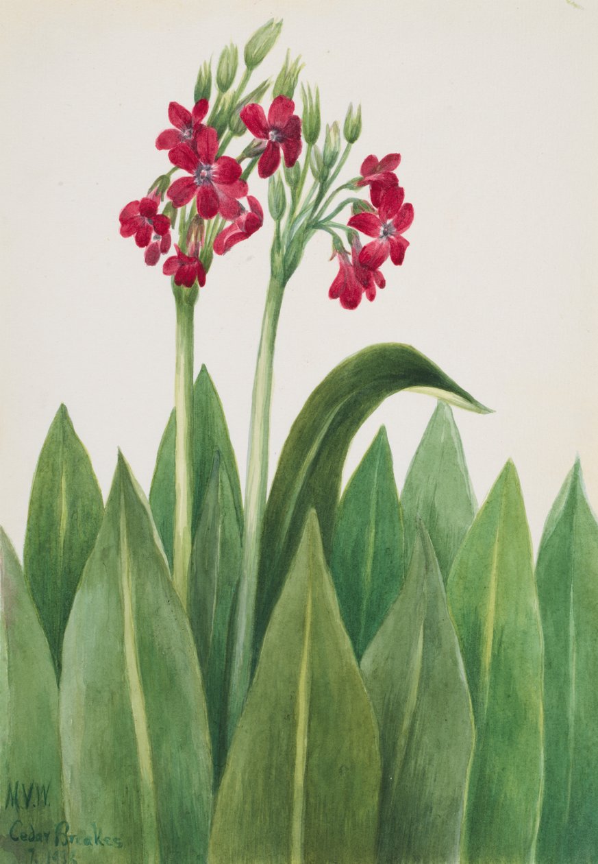 Primrose Primula parryi, 1938. by Mary Vaux Walcott
