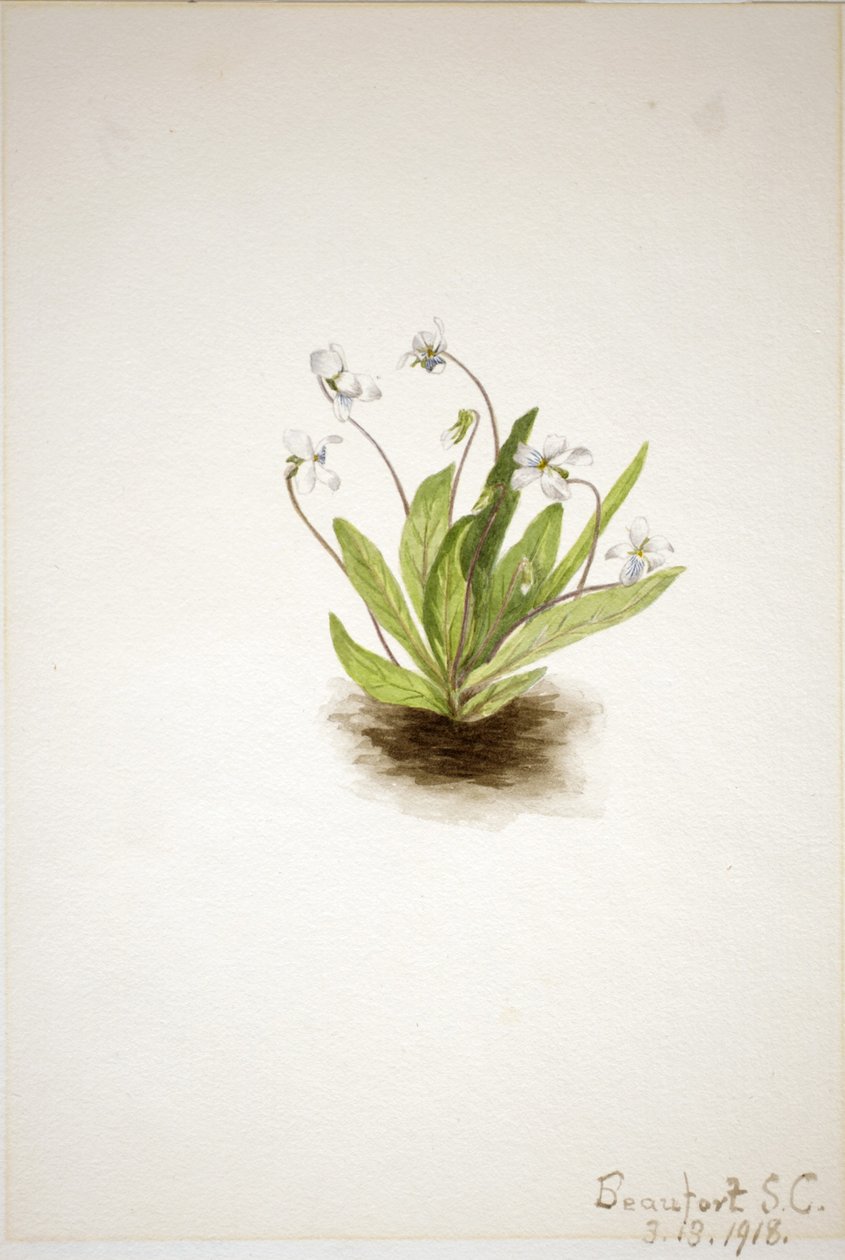  by Mary Vaux Walcott