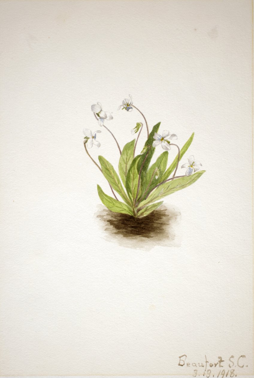 Primrose Violet Viola primiifolia, 1918. by Mary Vaux Walcott