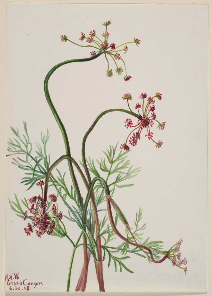  by Mary Vaux Walcott