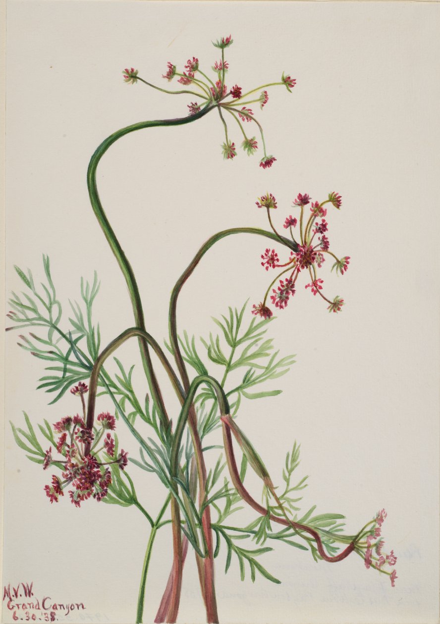 Pseudocymopterus montanus, 1938 by Mary Vaux Walcott