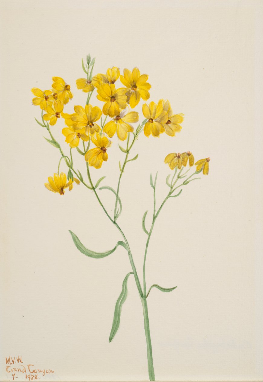 Psilostrophe sparsiflora, 1938. by Mary Vaux Walcott