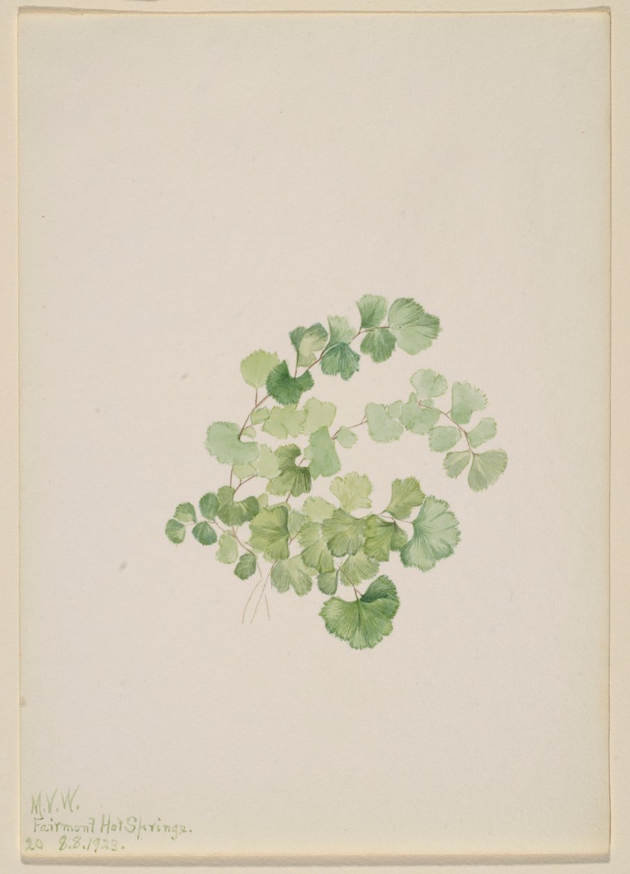  by Mary Vaux Walcott