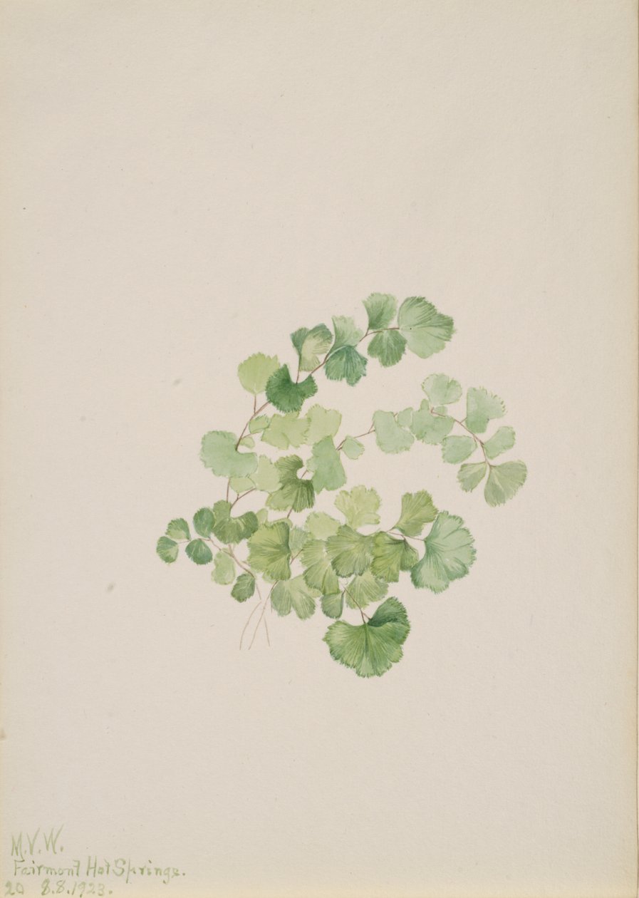 Litosperm kızamıkçık, 1923 by Mary Vaux Walcott
