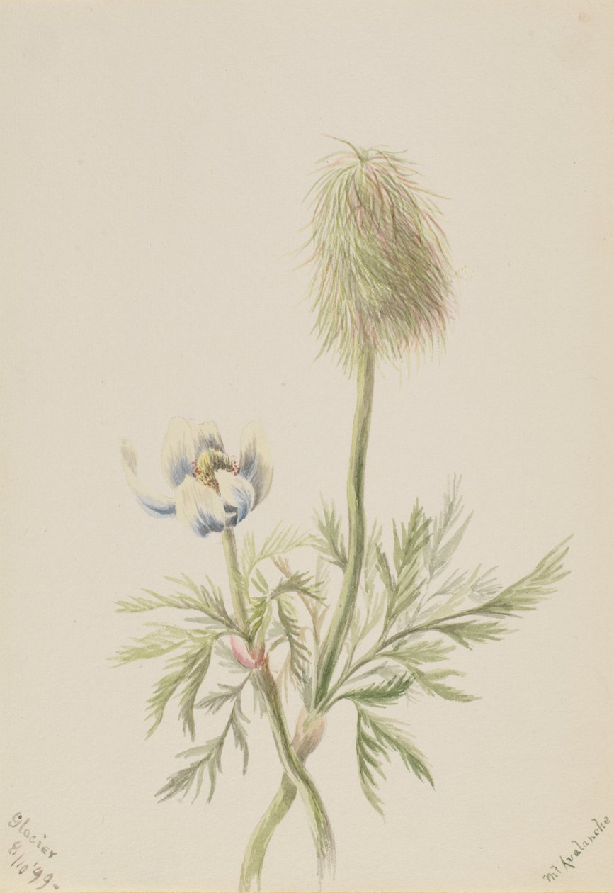 Pulsatilla occidentalis, 1899 by Mary Vaux Walcott