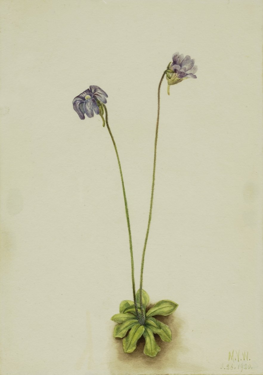 by Mary Vaux Walcott