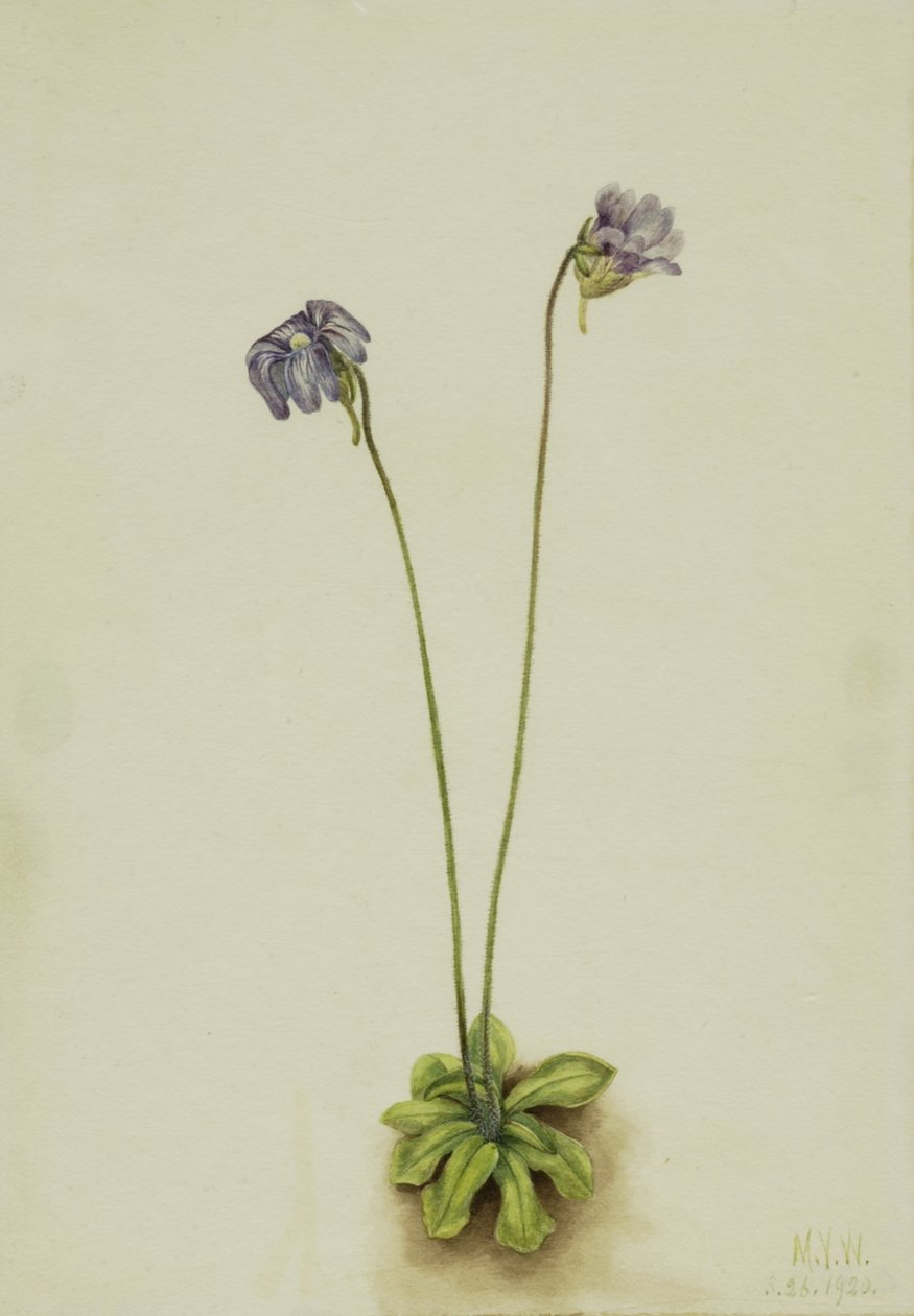 Mor Butterwort Pinguicula elatior, 1920. by Mary Vaux Walcott
