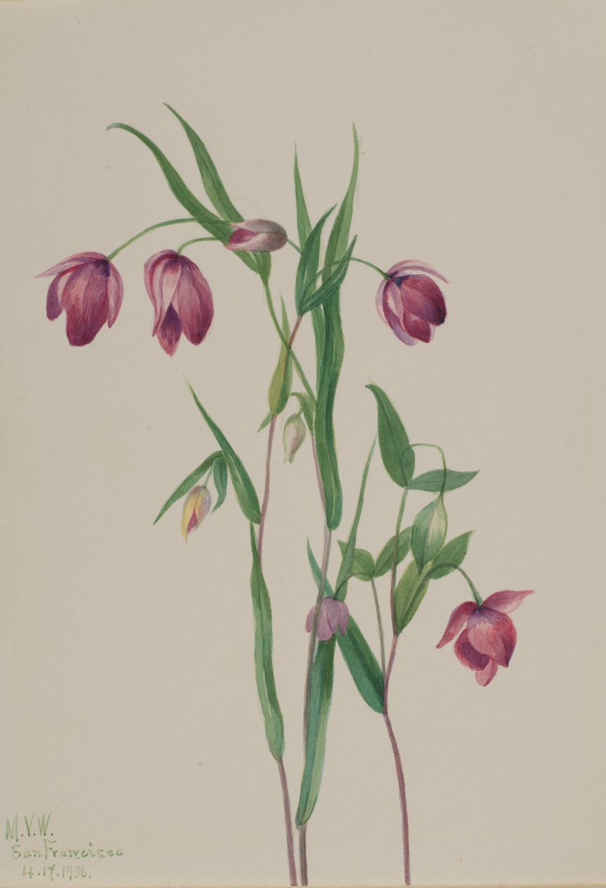 Mor Peri Feneri Calochortus anoenum, 1936. by Mary Vaux Walcott