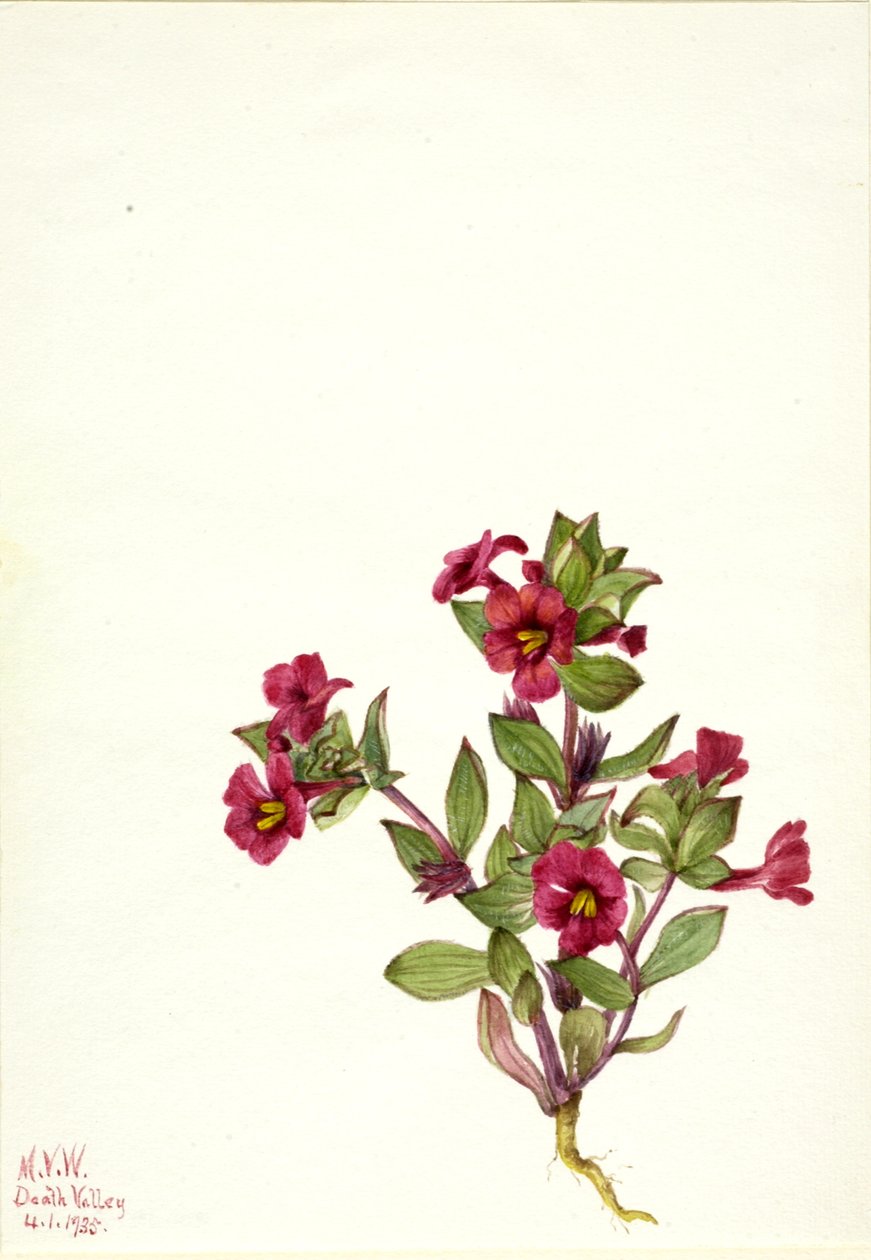 Mor Maymun-Çiçek Mimulus bigelovii, 1935. by Mary Vaux Walcott