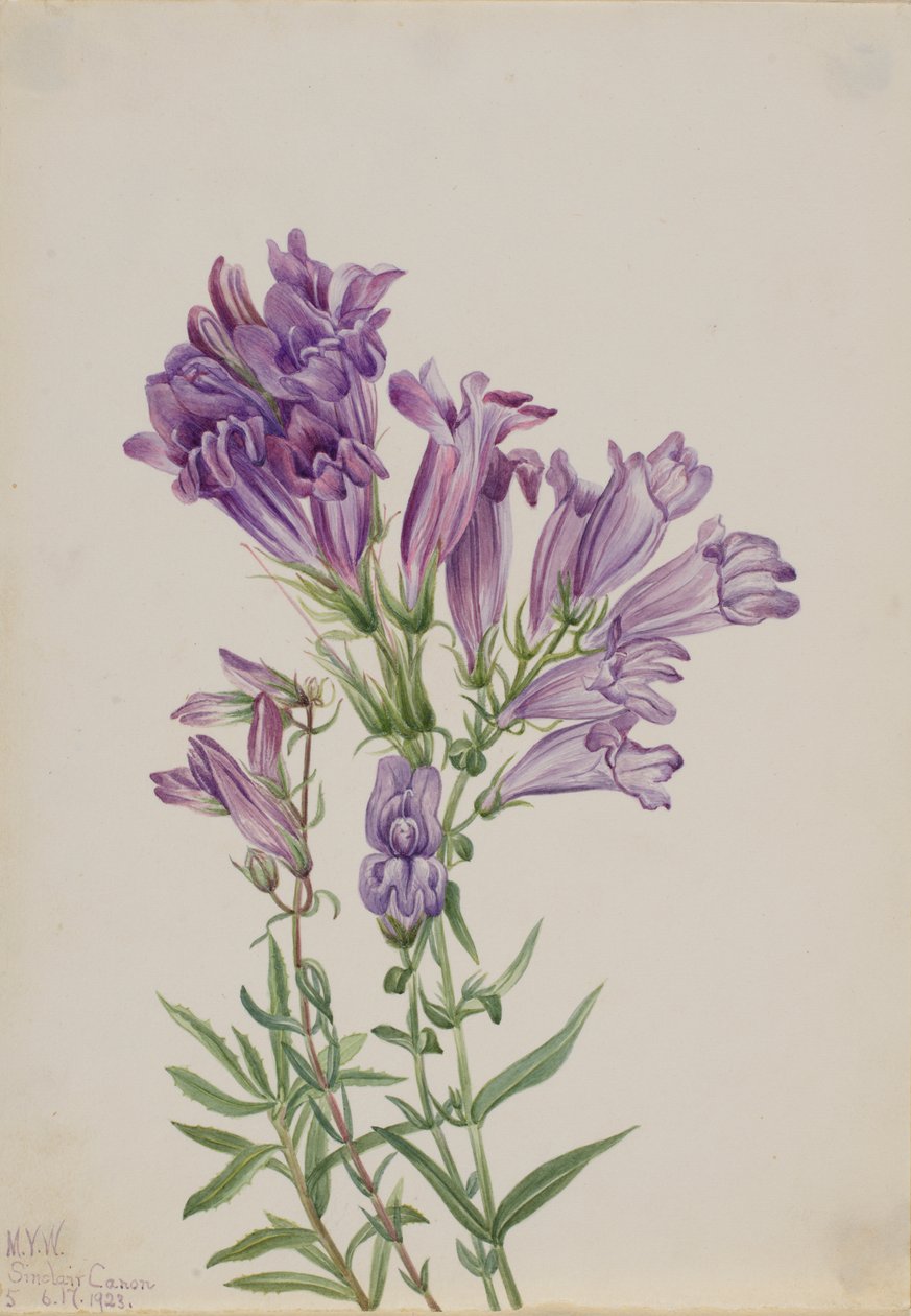 Mor Penstemon Penstemon lyallii, 1923. by Mary Vaux Walcott