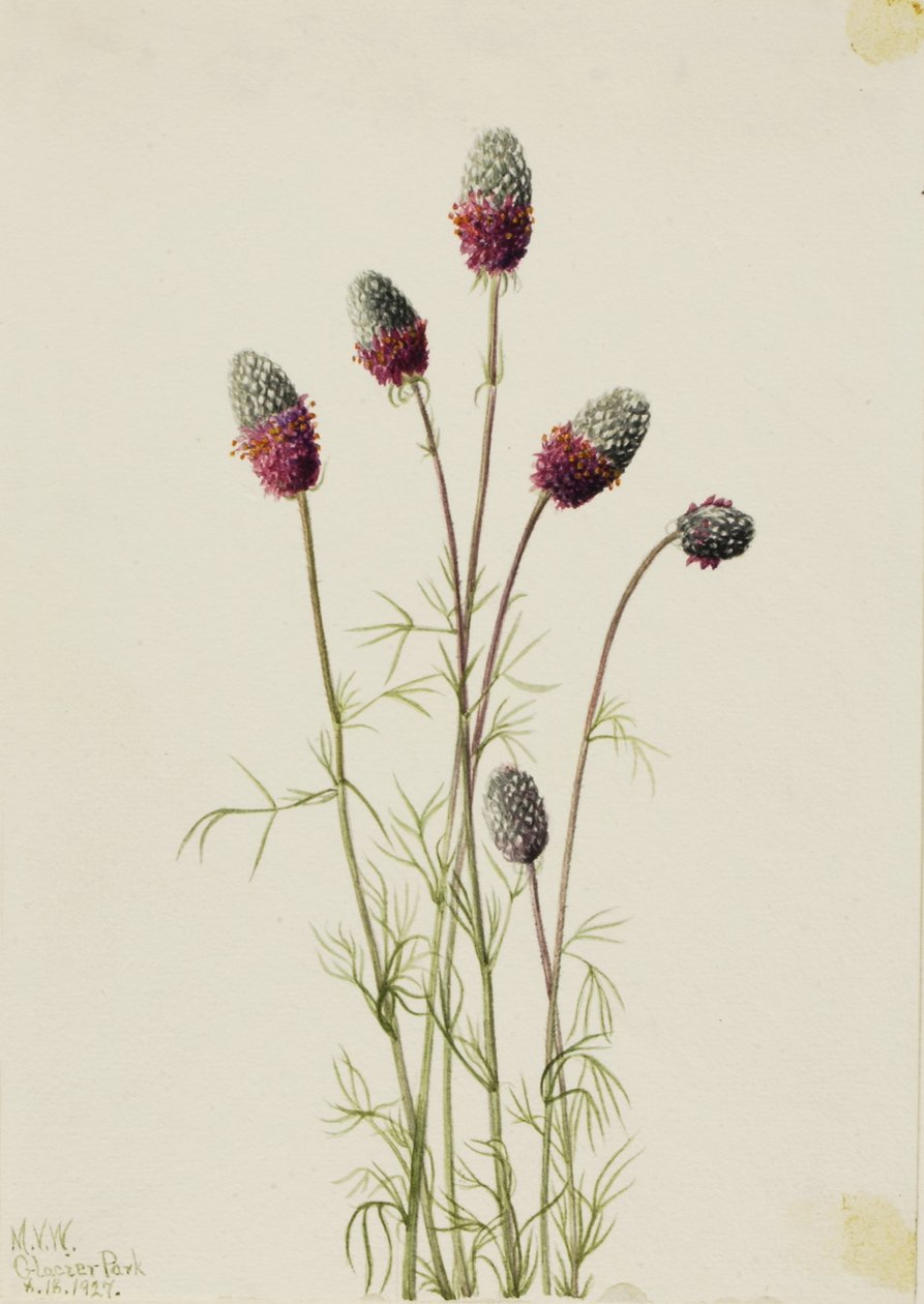  by Mary Vaux Walcott
