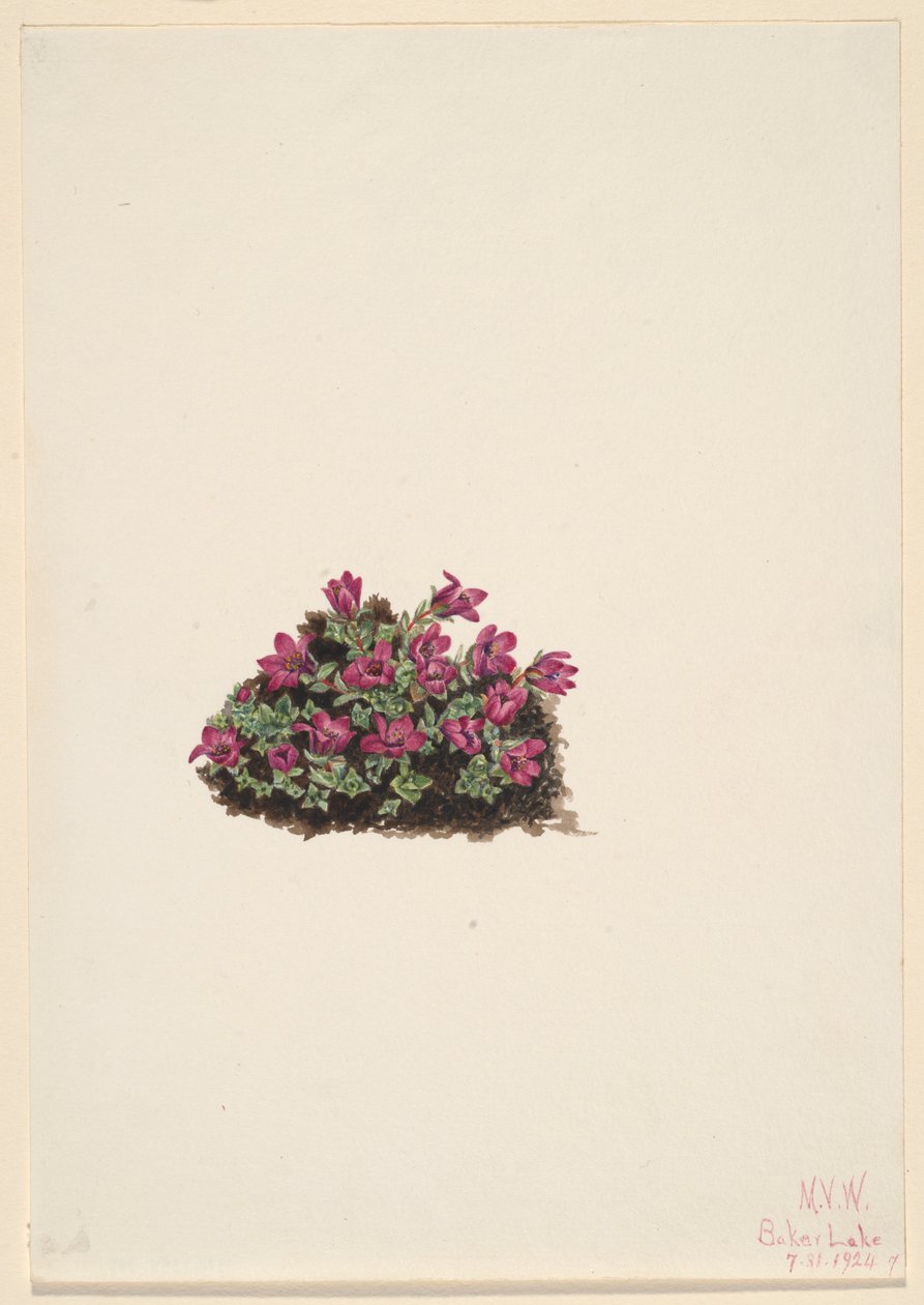  by Mary Vaux Walcott