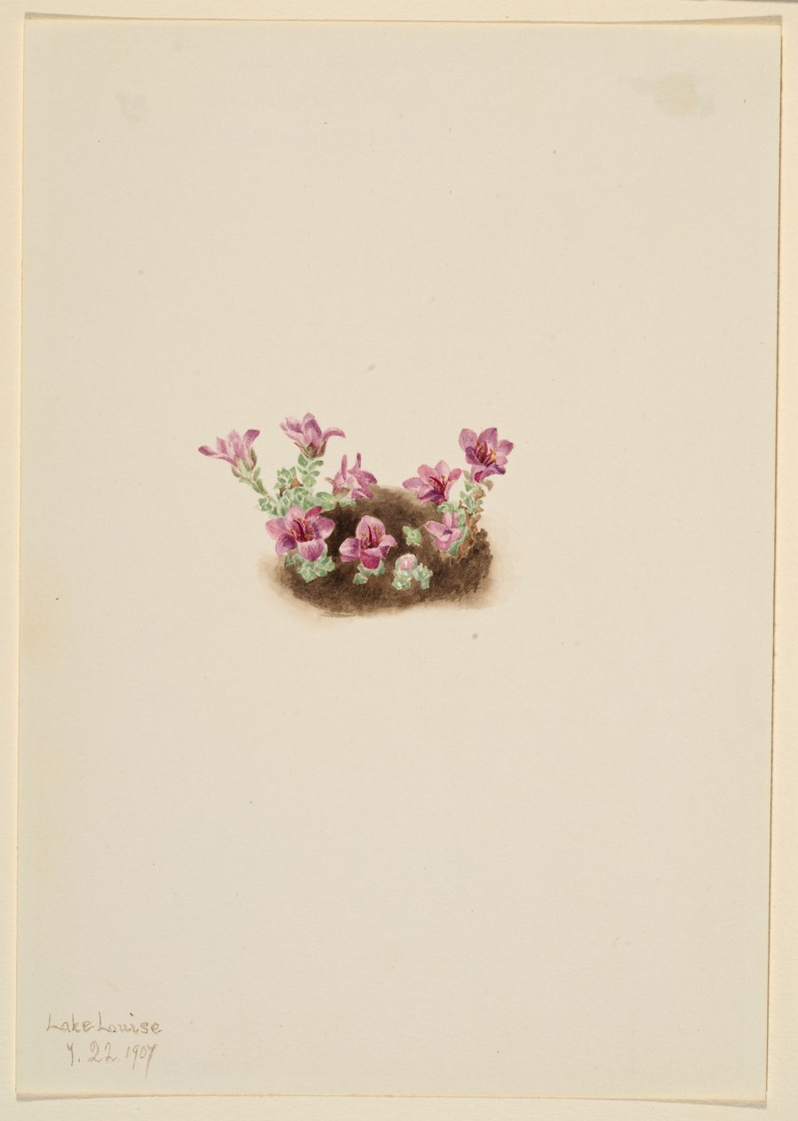  by Mary Vaux Walcott