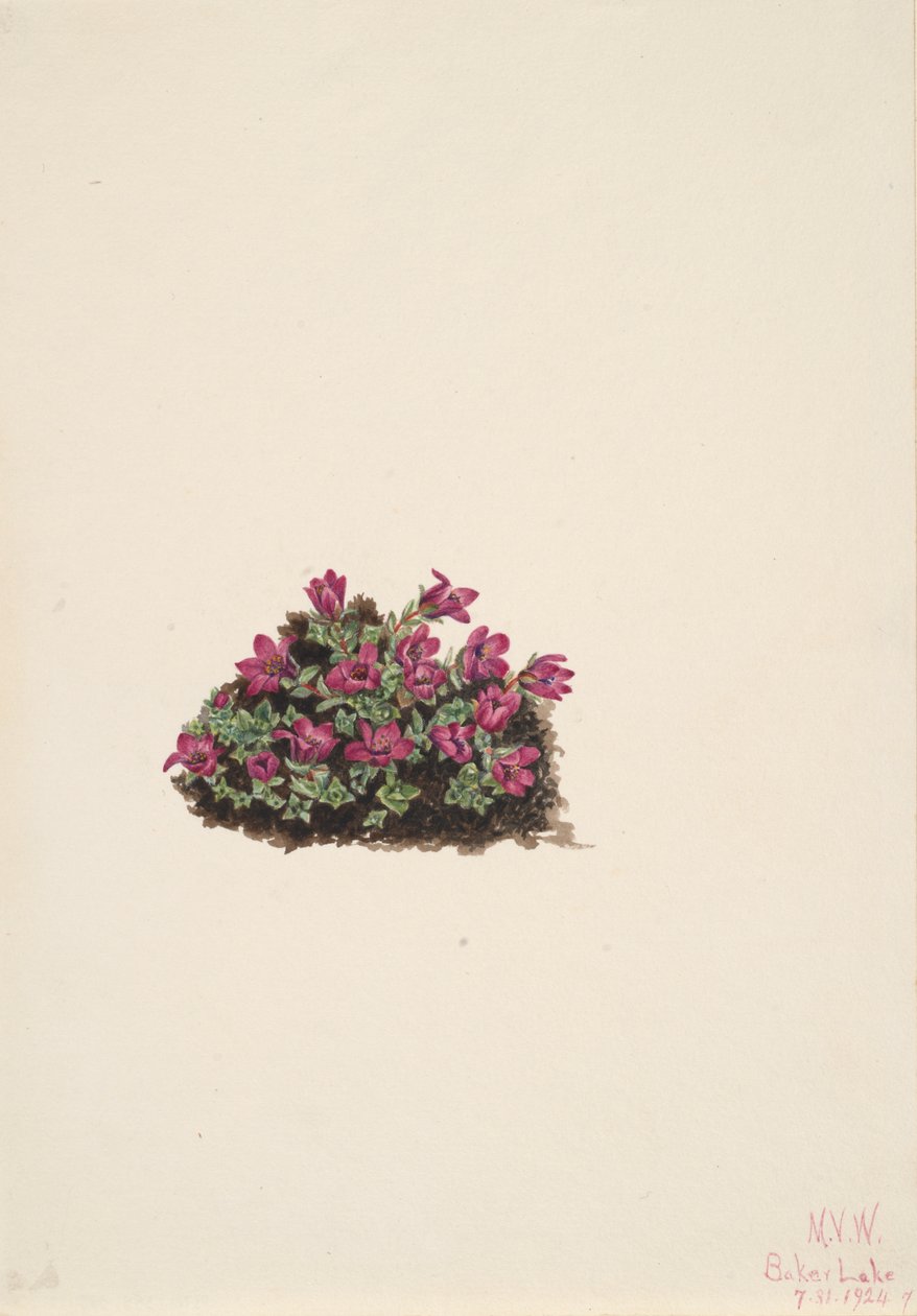 Mor Saxifrage Saxifraga oppositifolia, 1924. by Mary Vaux Walcott