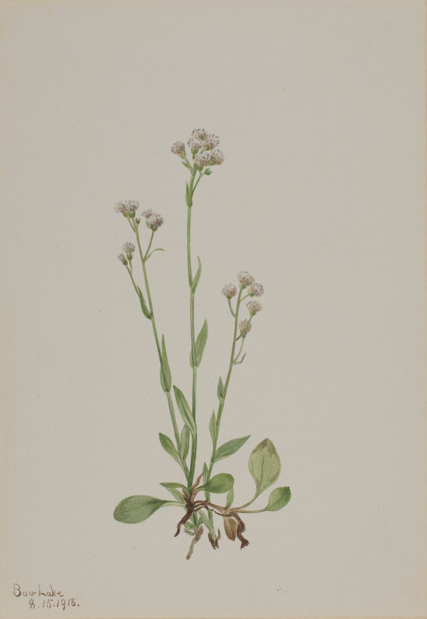  by Mary Vaux Walcott