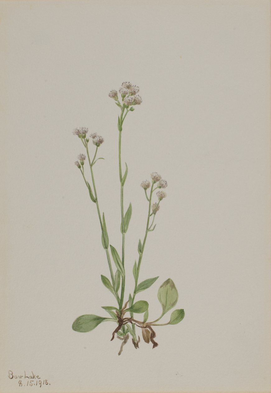 Pussy-Toes Antennaria racemosa, 1918. by Mary Vaux Walcott