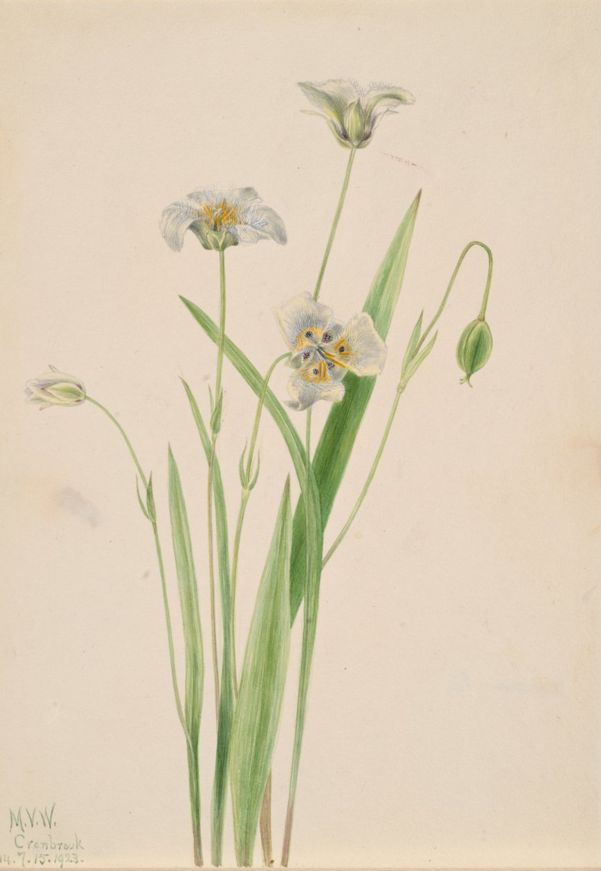 Amcık kulaklı Calochortus elegans, 1923. by Mary Vaux Walcott