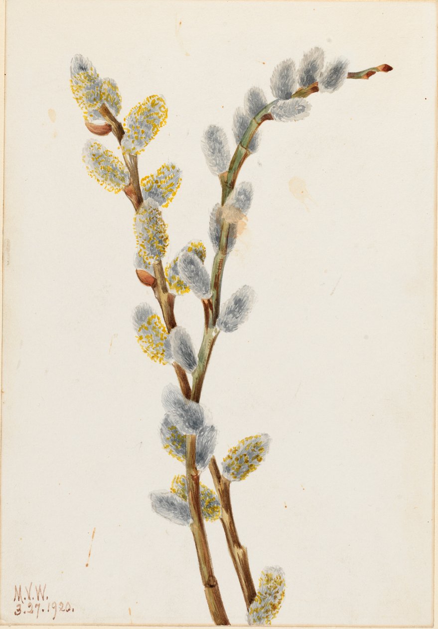  by Mary Vaux Walcott