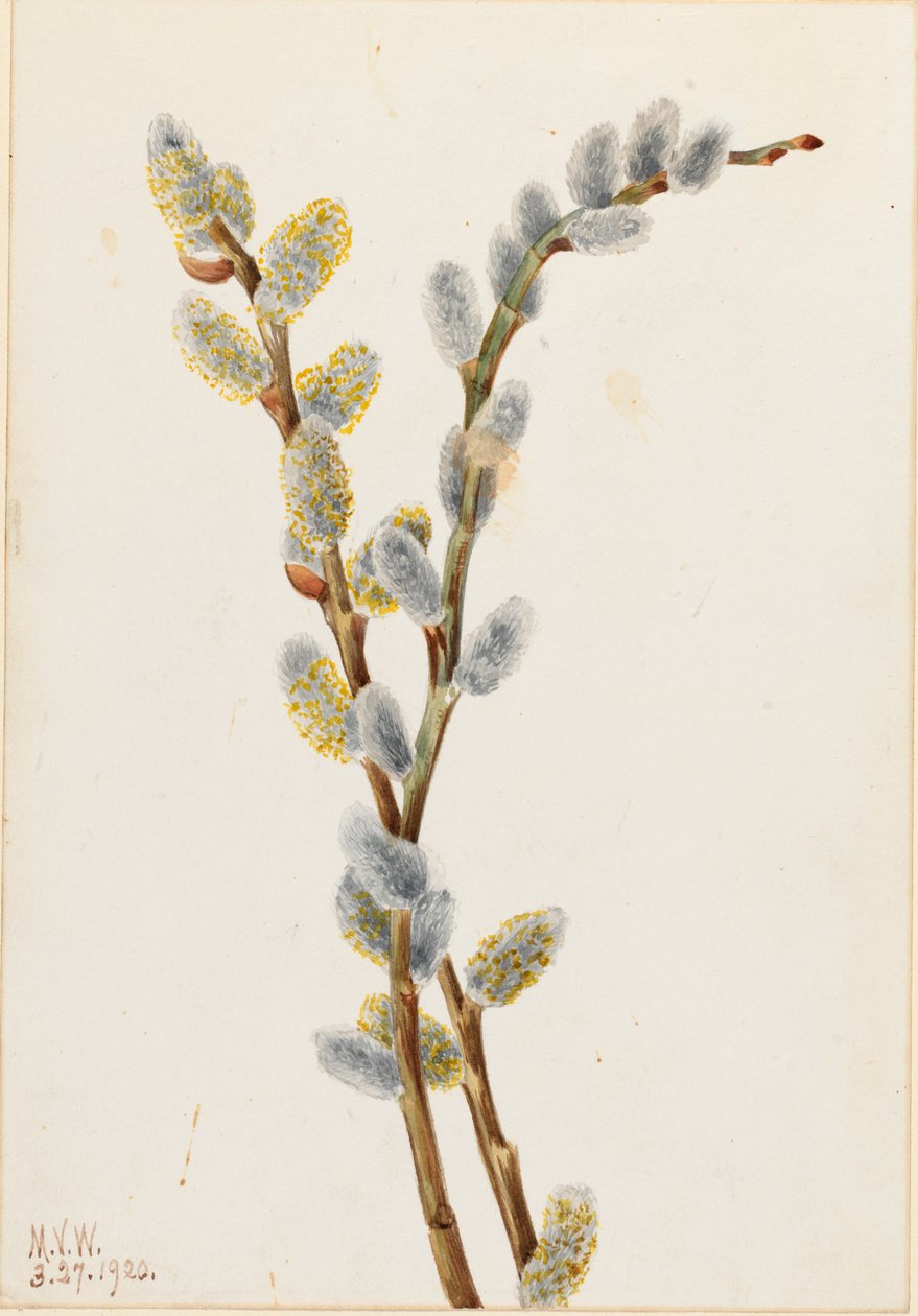 Pussy Willow Salix