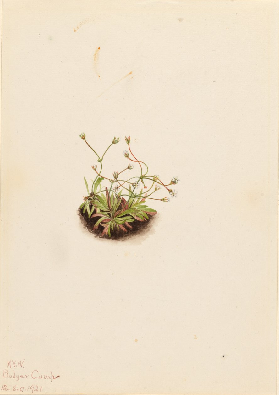  by Mary Vaux Walcott