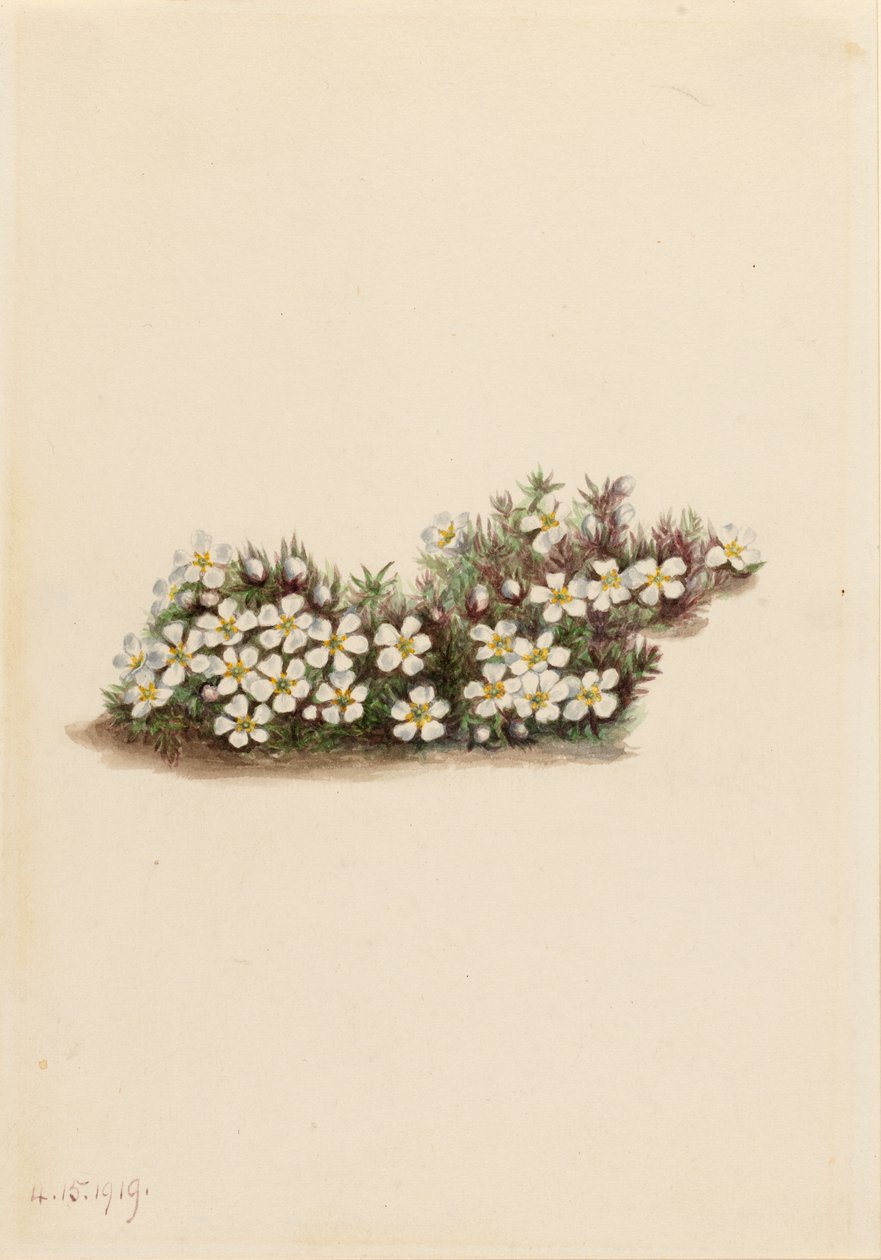  by Mary Vaux Walcott