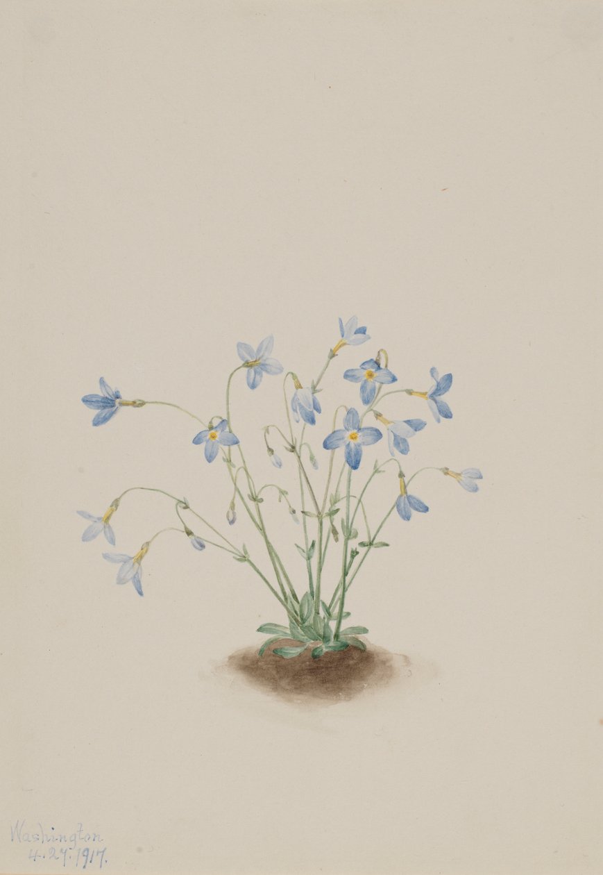  by Mary Vaux Walcott
