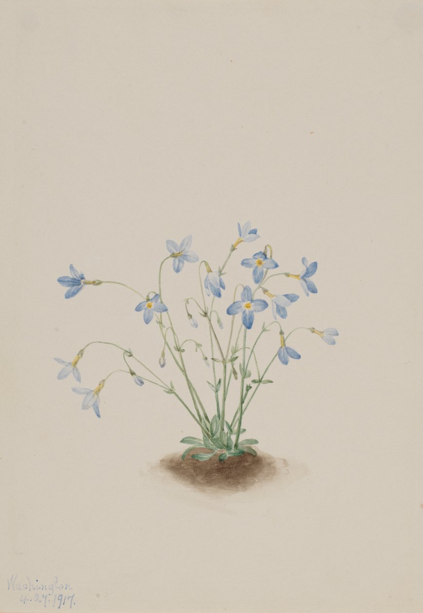 Quakerladies Houstonia caerulea, 1917 by Mary Vaux Walcott
