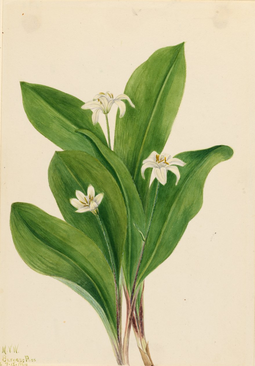  by Mary Vaux Walcott