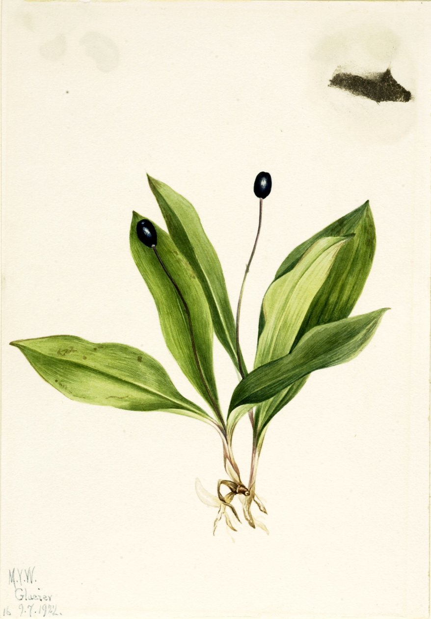  by Mary Vaux Walcott