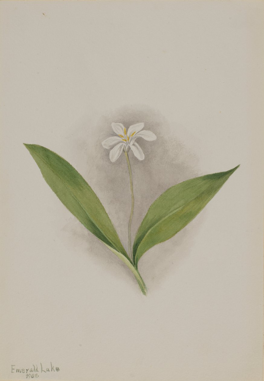  by Mary Vaux Walcott