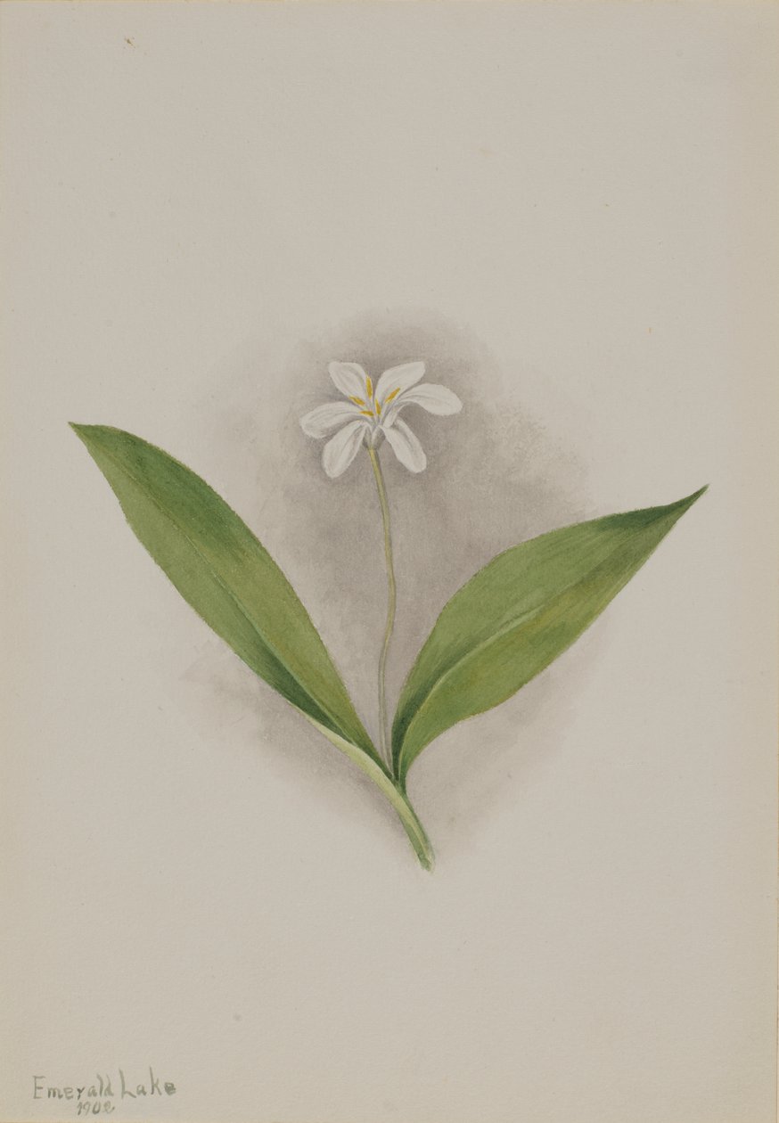 Queencup Clintonia uniflora, 1902. by Mary Vaux Walcott