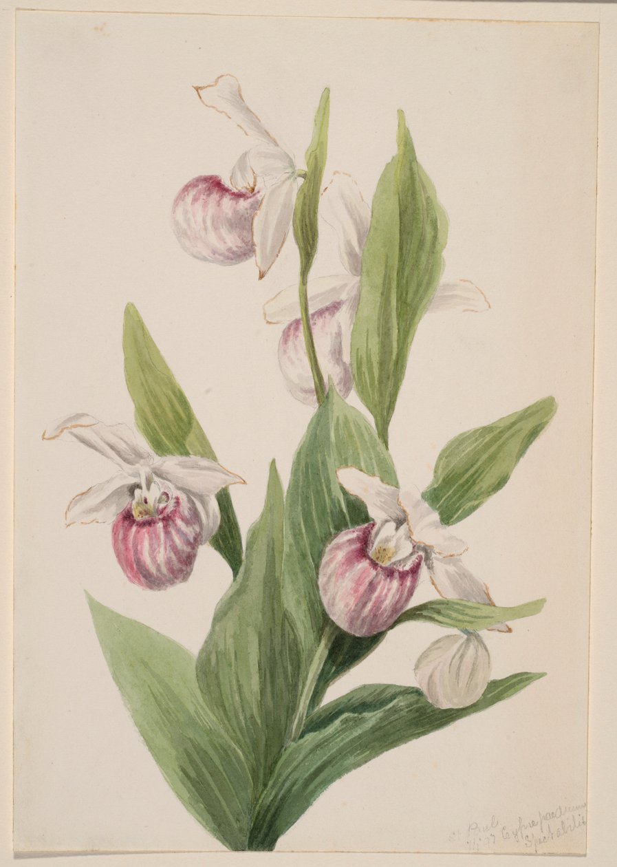  by Mary Vaux Walcott