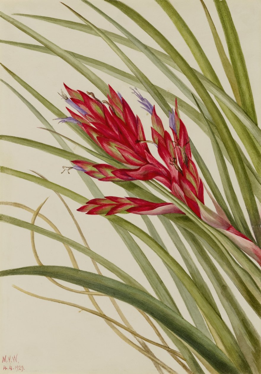  by Mary Vaux Walcott