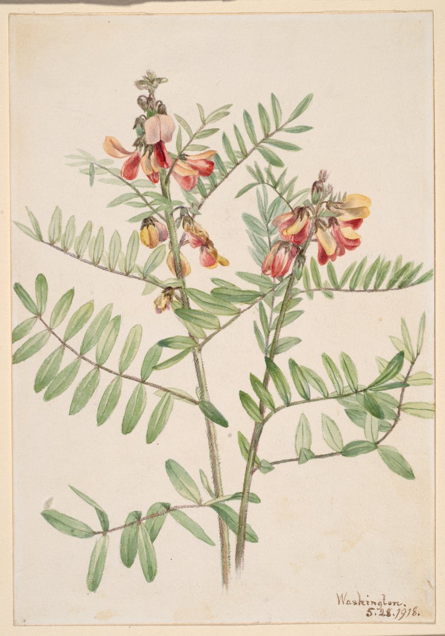  by Mary Vaux Walcott