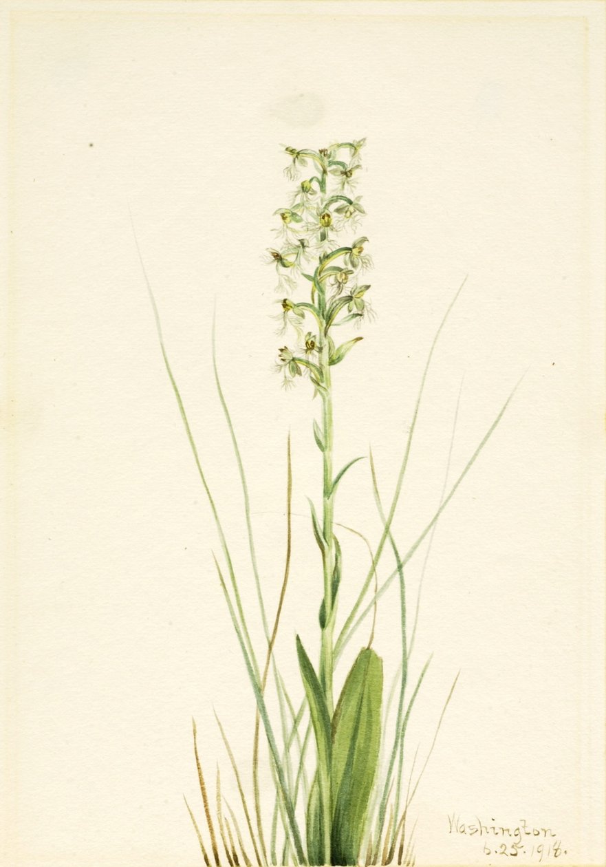  by Mary Vaux Walcott