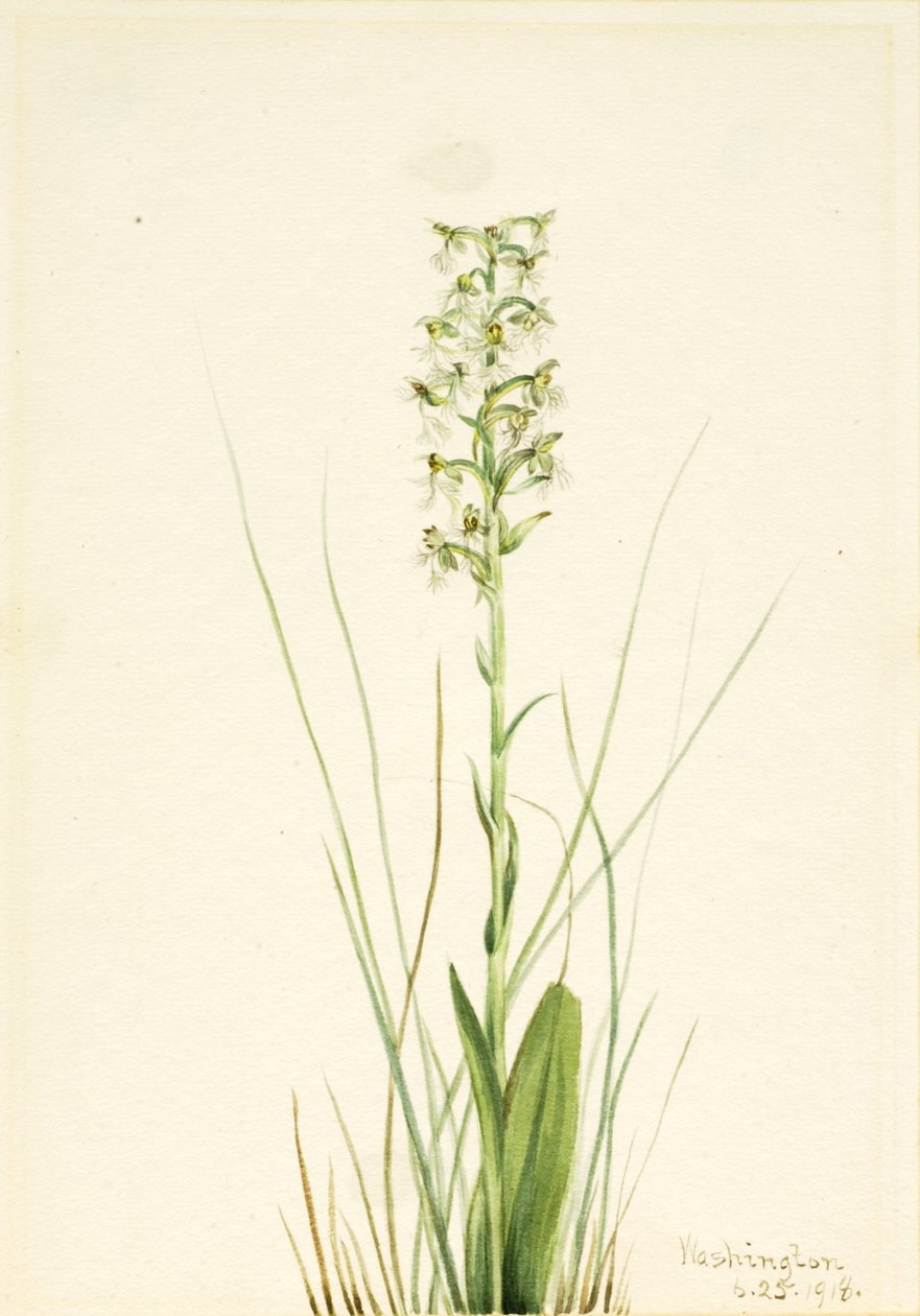Düzensiz Saçaklı-Orkide Habenaria yırtık, 1918 by Mary Vaux Walcott