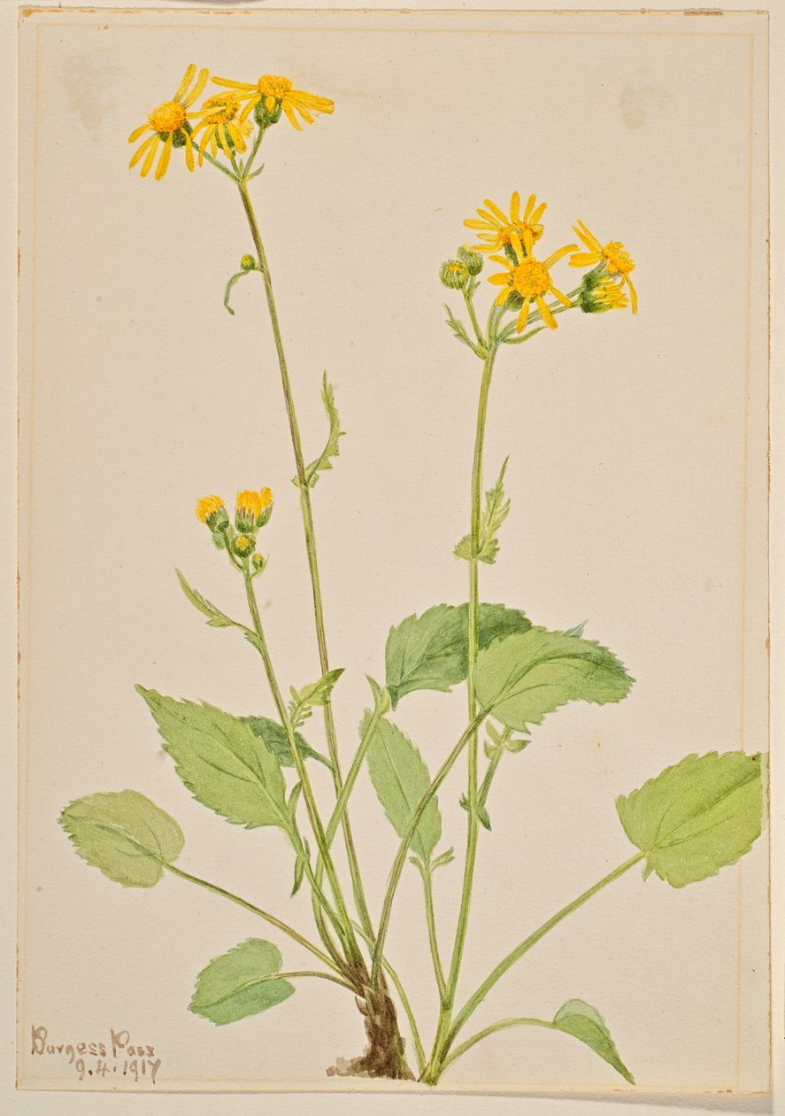  by Mary Vaux Walcott