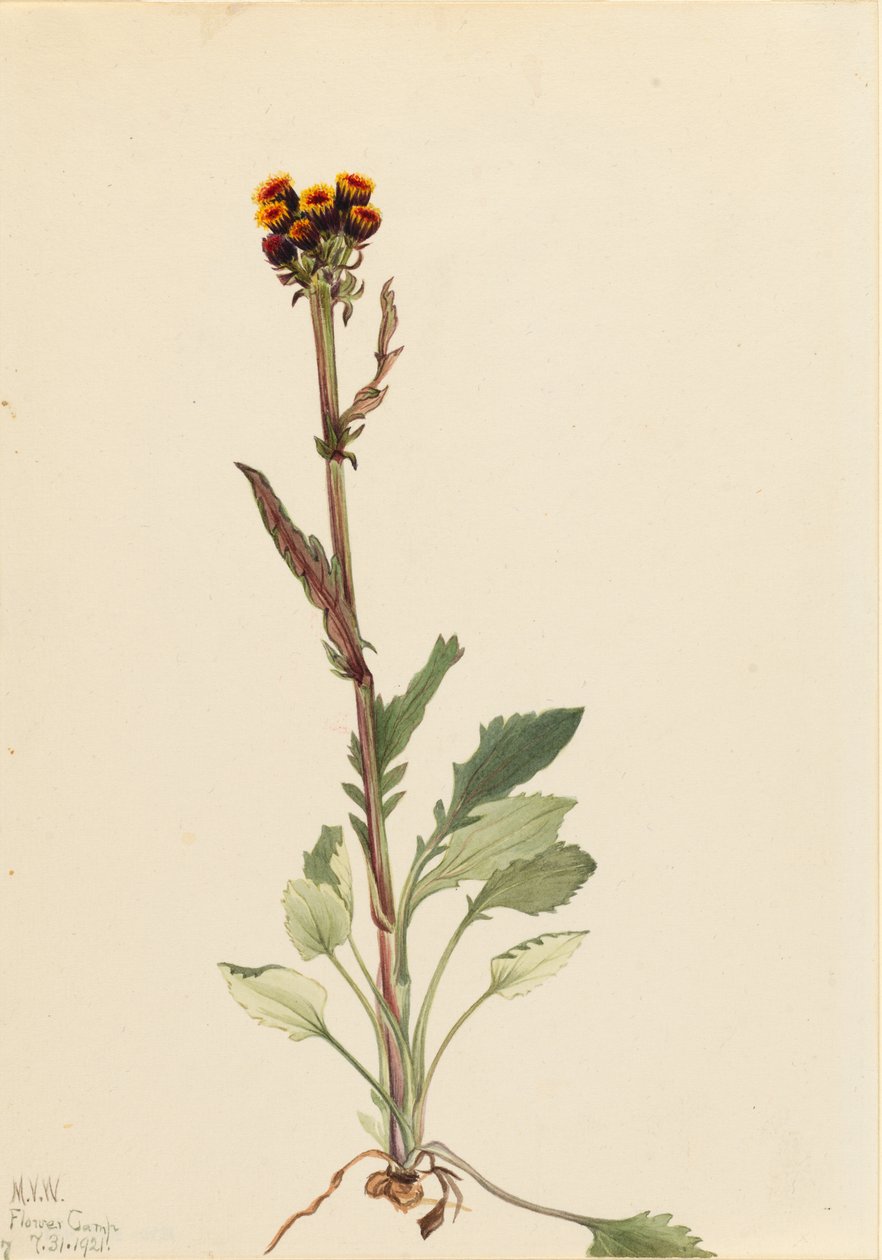  by Mary Vaux Walcott