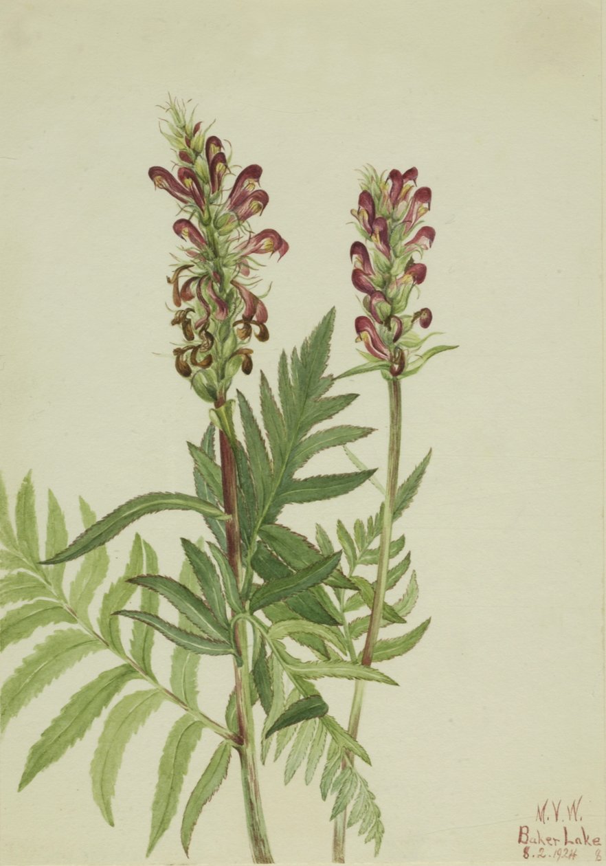 Kırmızı Kask Pedicularis bracteosa, 1924 by Mary Vaux Walcott