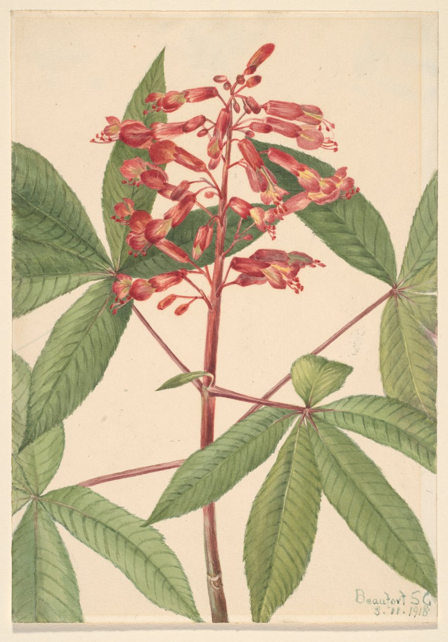  by Mary Vaux Walcott