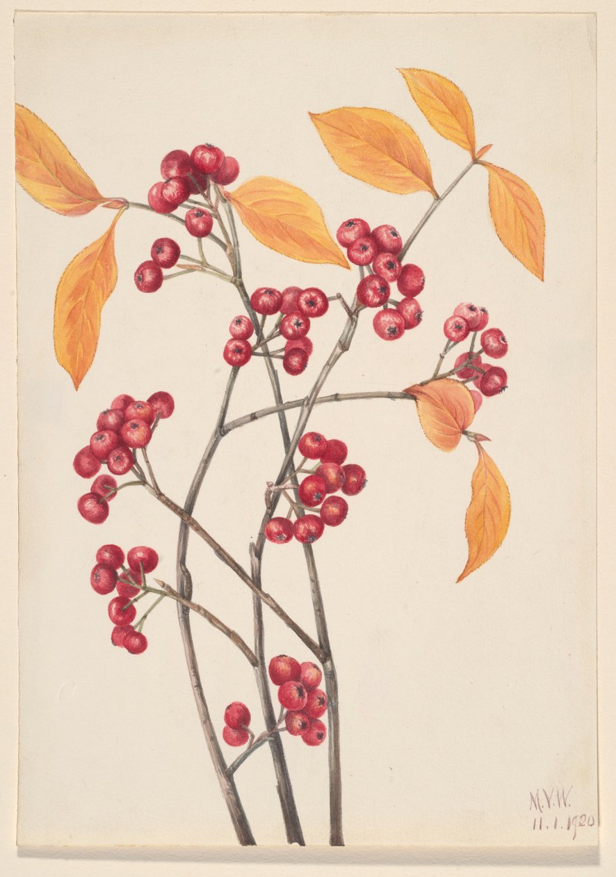  by Mary Vaux Walcott